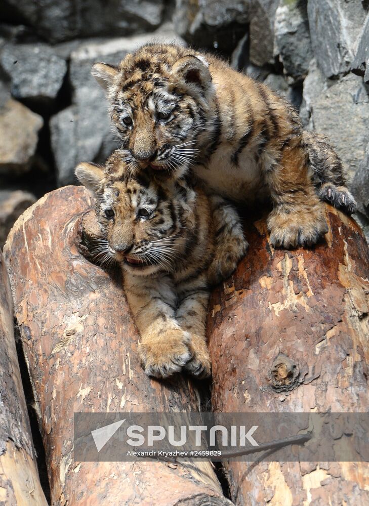Amur tiger cubs born in Novosibirsk