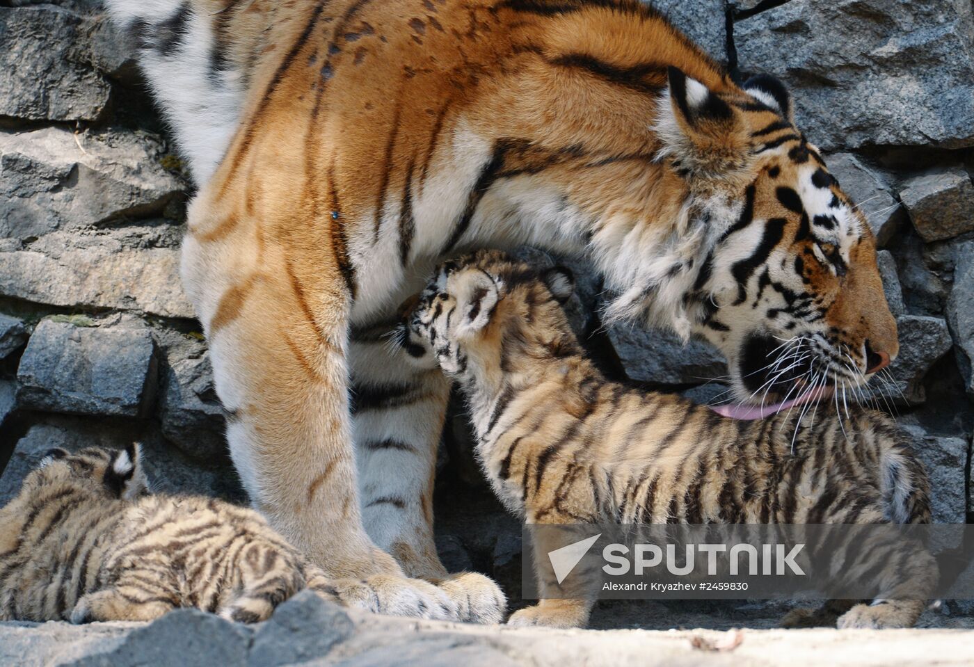 Amur tiger cubs born in Novosibirsk