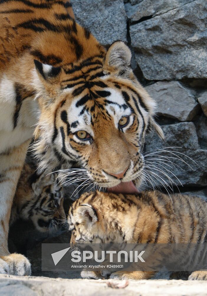 Amur tiger cubs born in Novosibirsk
