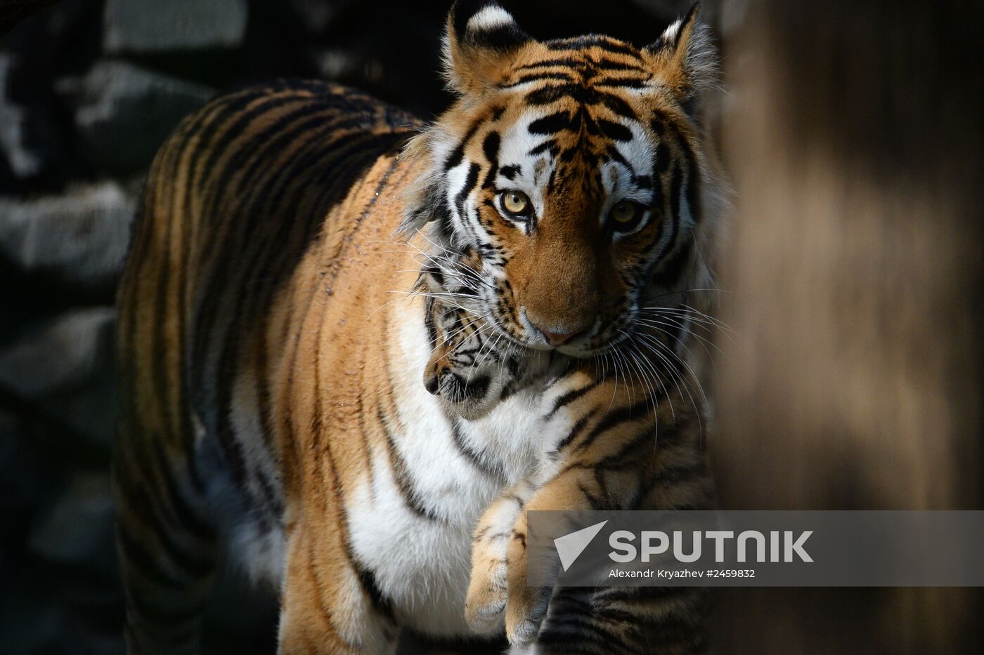 Amur tiger cubs born in Novosibirsk