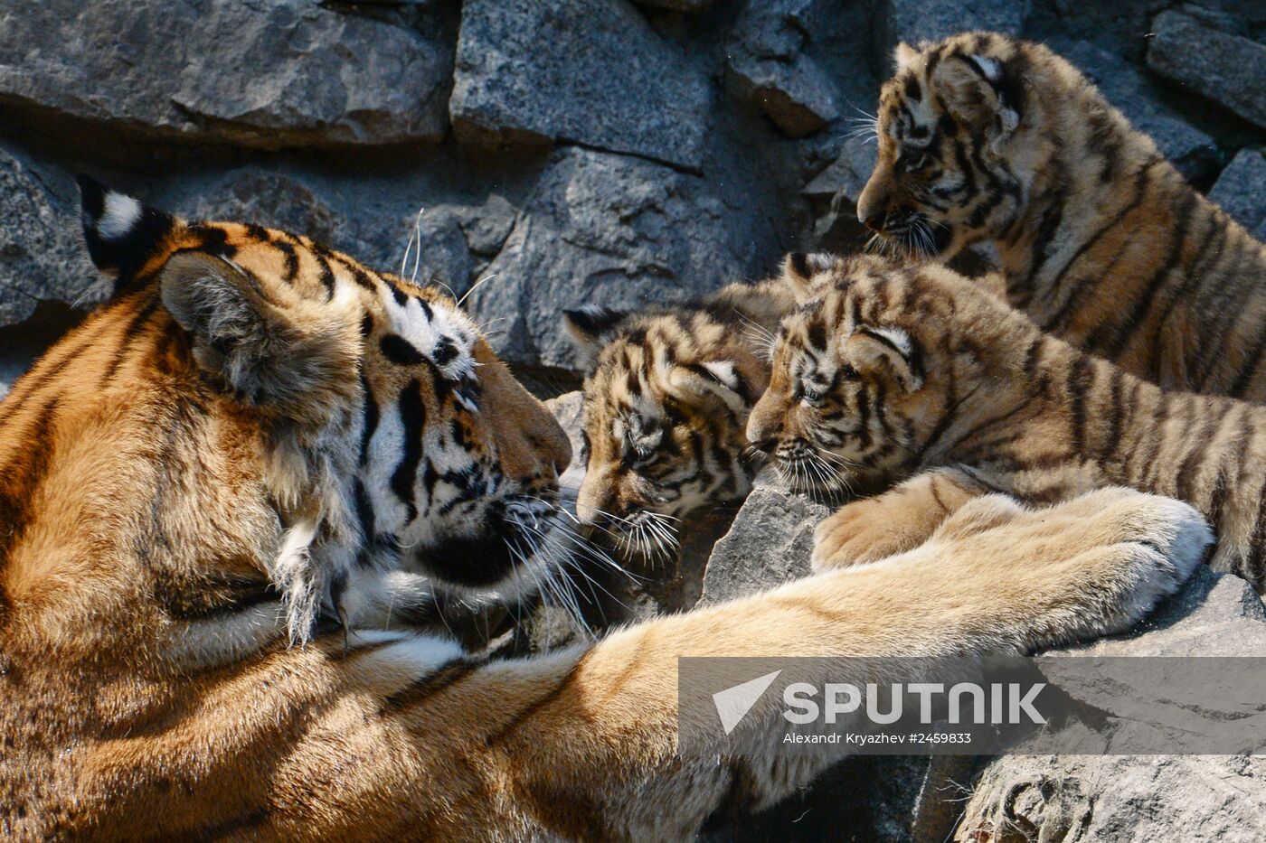 Amur tiger cubs born in Novosibirsk
