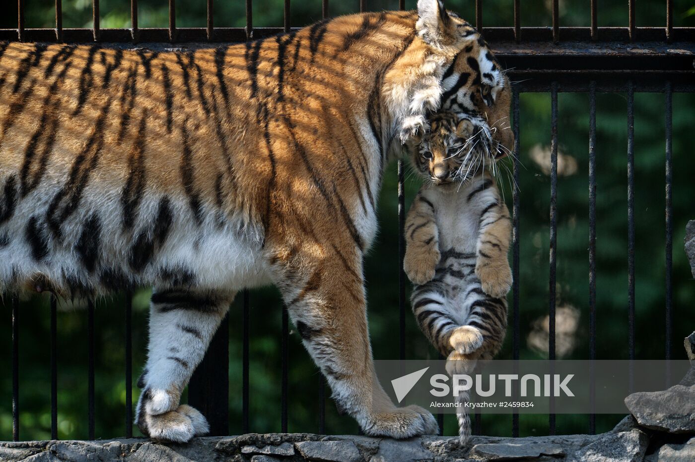 Amur tiger cubs born in Novosibirsk