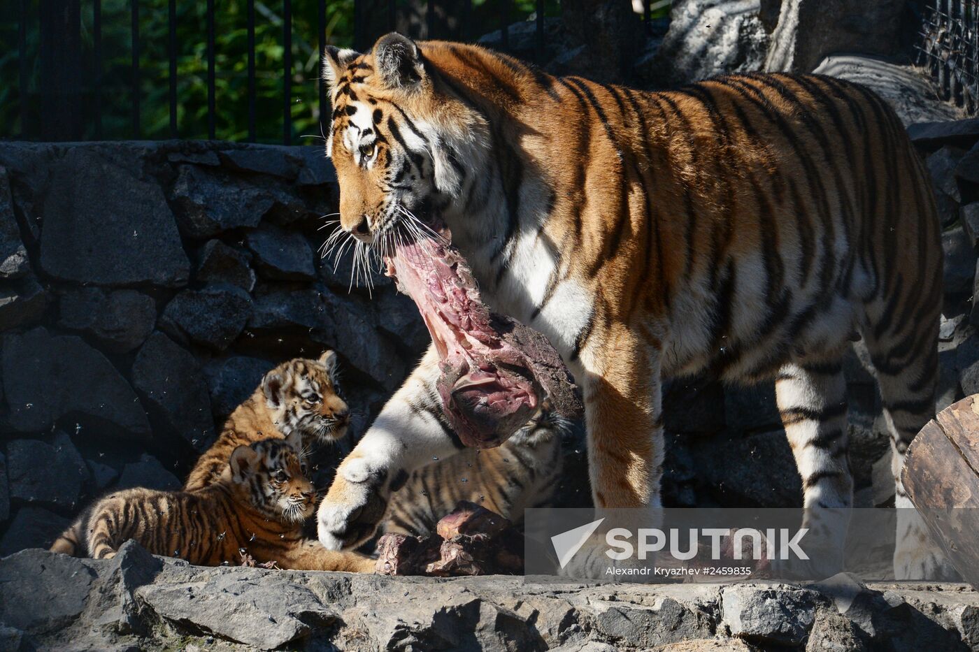 Amur tiger cubs born in Novosibirsk