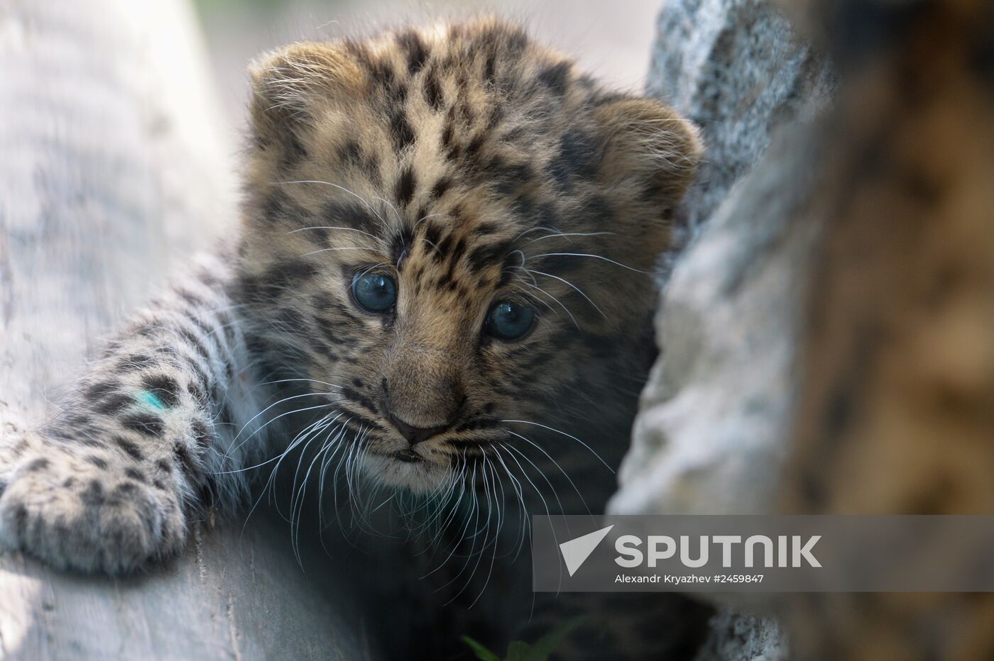 Far Eastern leopard cub born in Novosibirsk