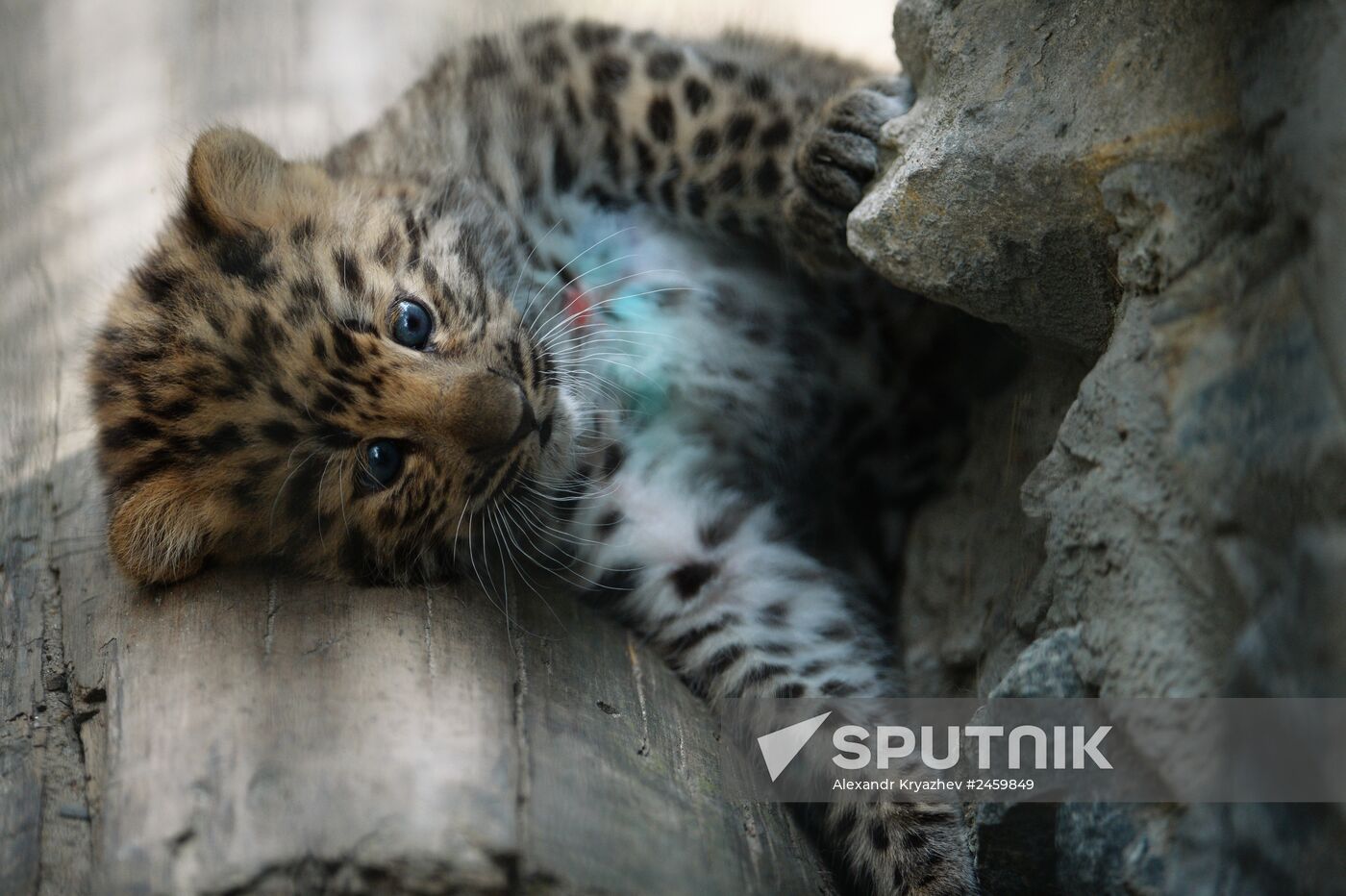Far Eastern leopard cub born in Novosibirsk