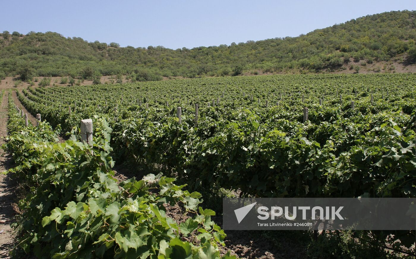 Vineyards in Crimea