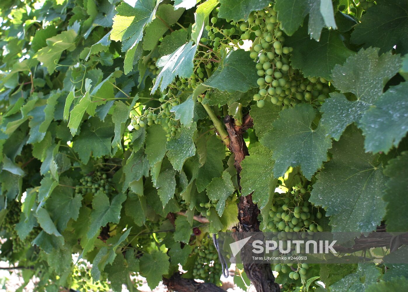 Vineyards in Crimea