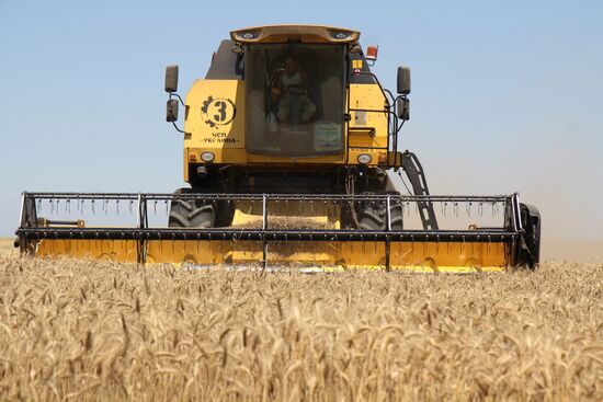 Harvesting grain crops in Crimea