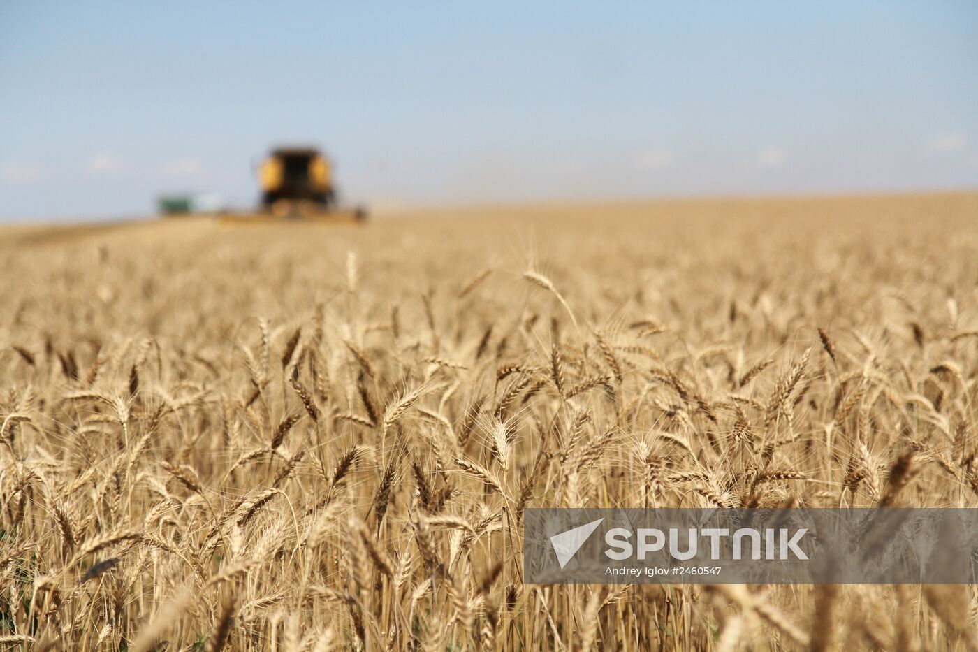 Harvesting grain crops in Crimea