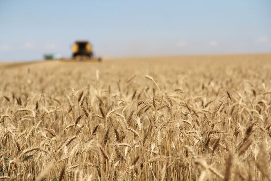 Harvesting grain crops in Crimea