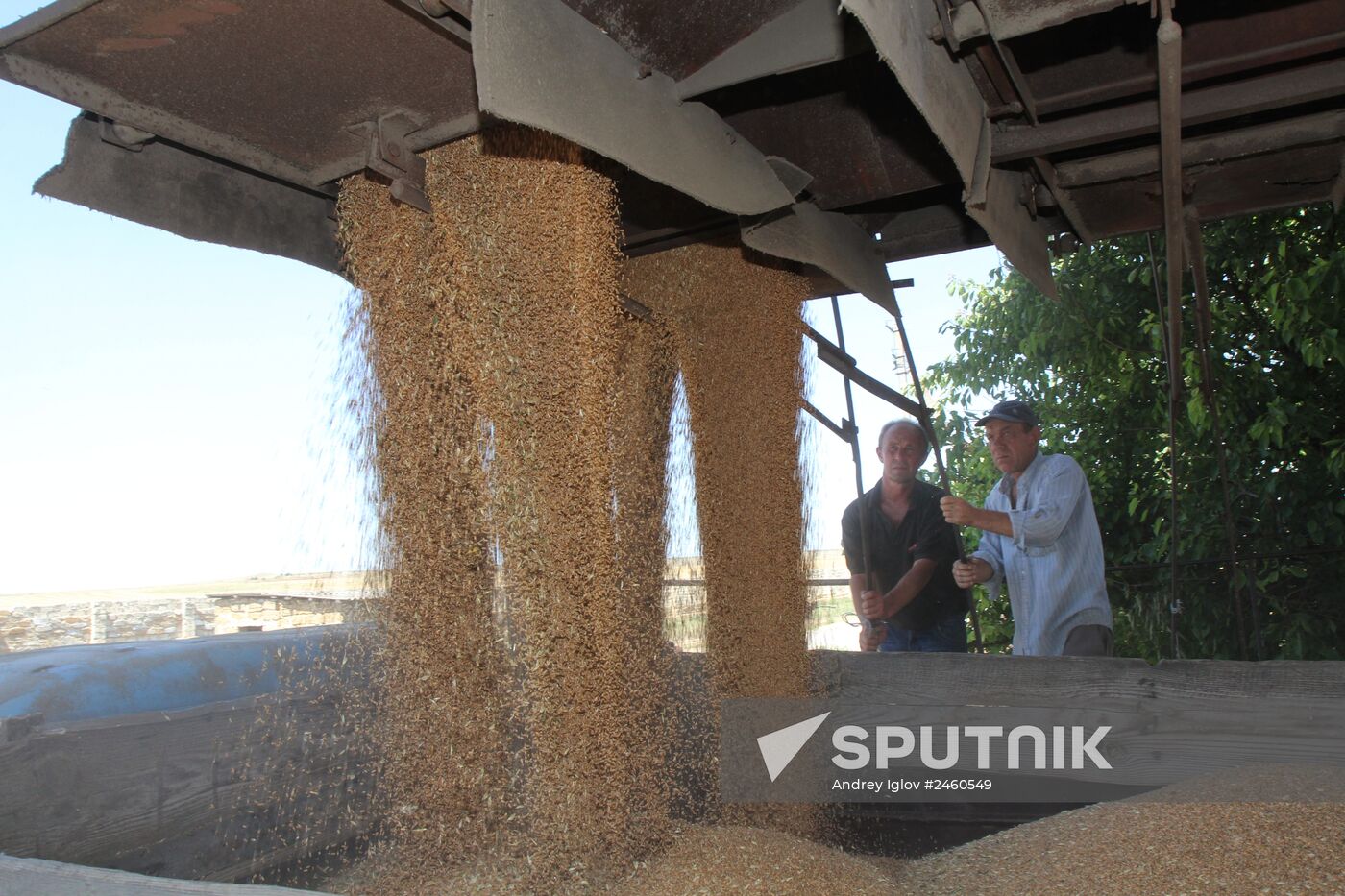 Harvesting grain crops in Crimea