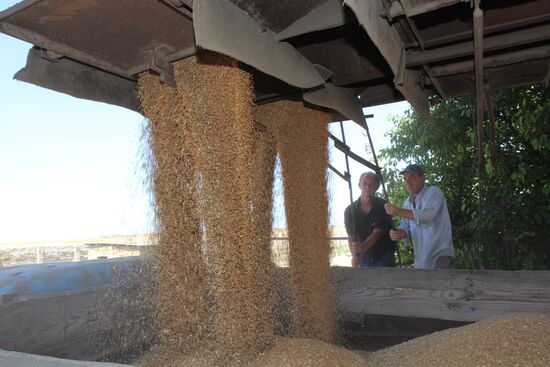Harvesting grain crops in Crimea