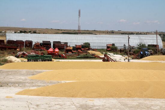 Harvesting grain crops in Crimea