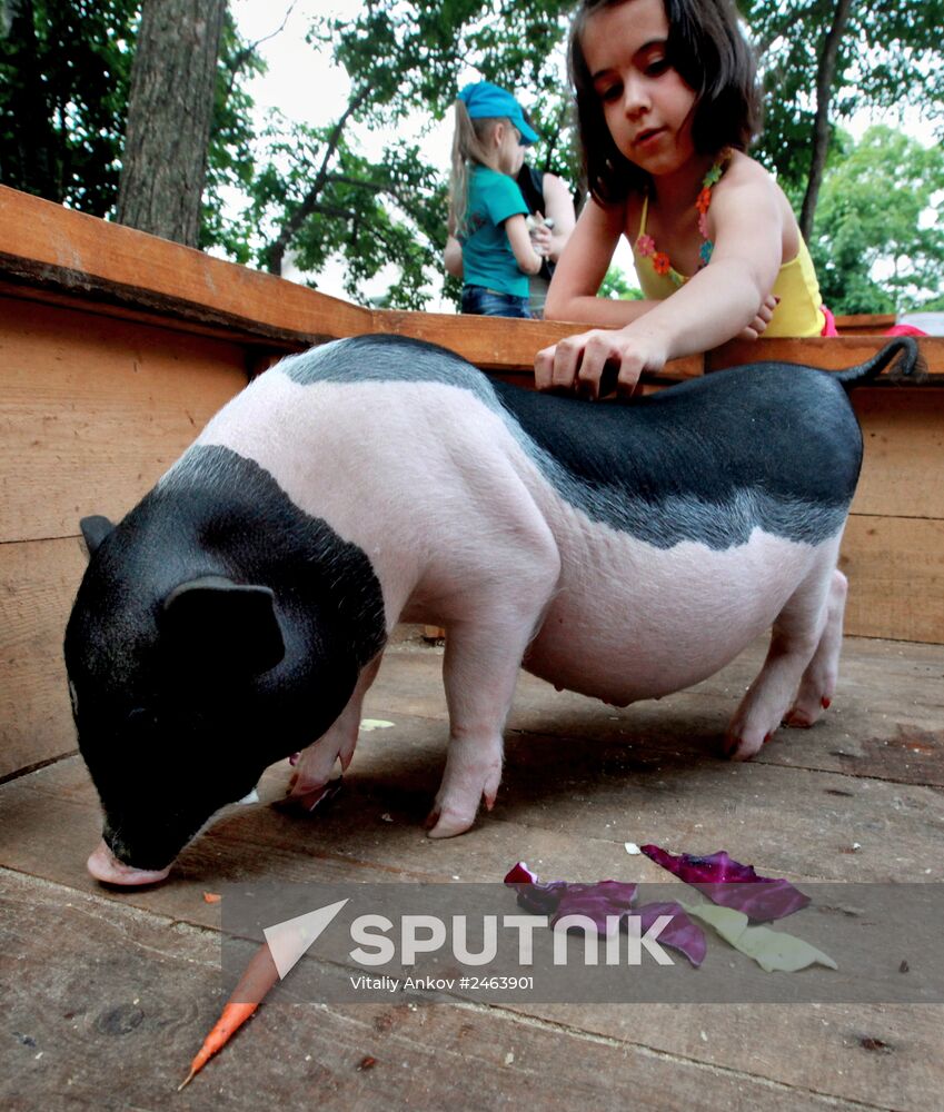 Petting zoo in Vladivostok