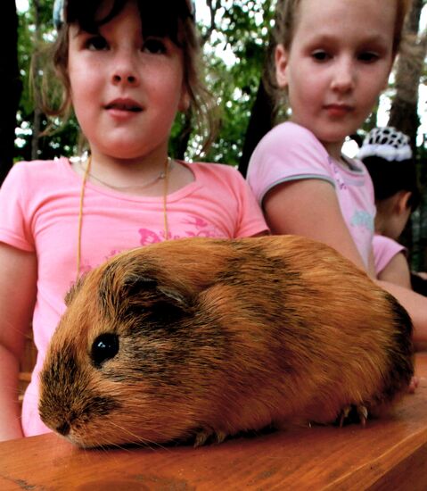 Petting zoo in Vladivostok