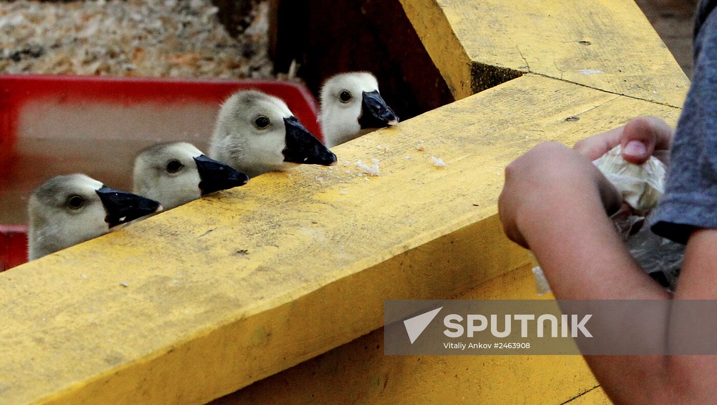 Petting zoo in Vladivostok