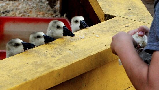 Petting zoo in Vladivostok