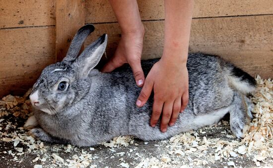 Petting zoo in Vladivostok