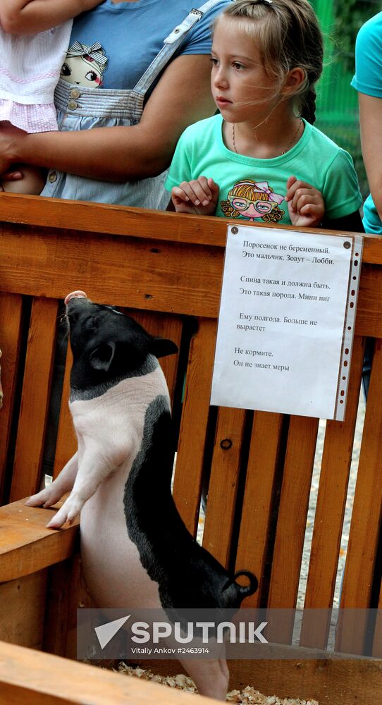 Petting zoo in Vladivostok