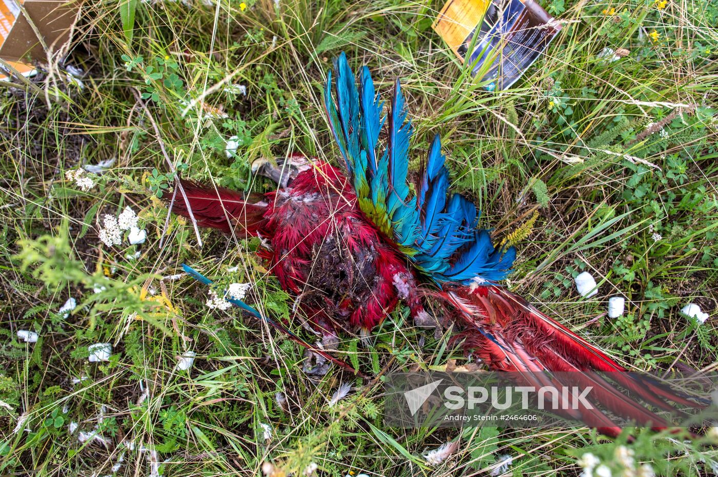 Crash site of Malaysia Airlines flight MH17 near Shaktyorsk