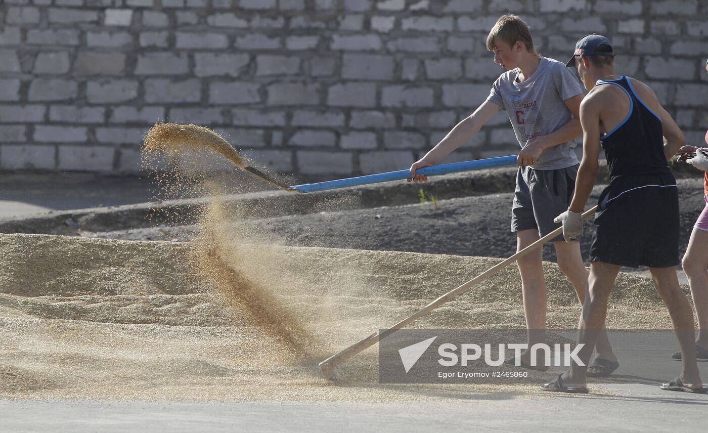 Harvesting grain crops in Belarus