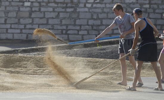 Harvesting grain crops in Belarus