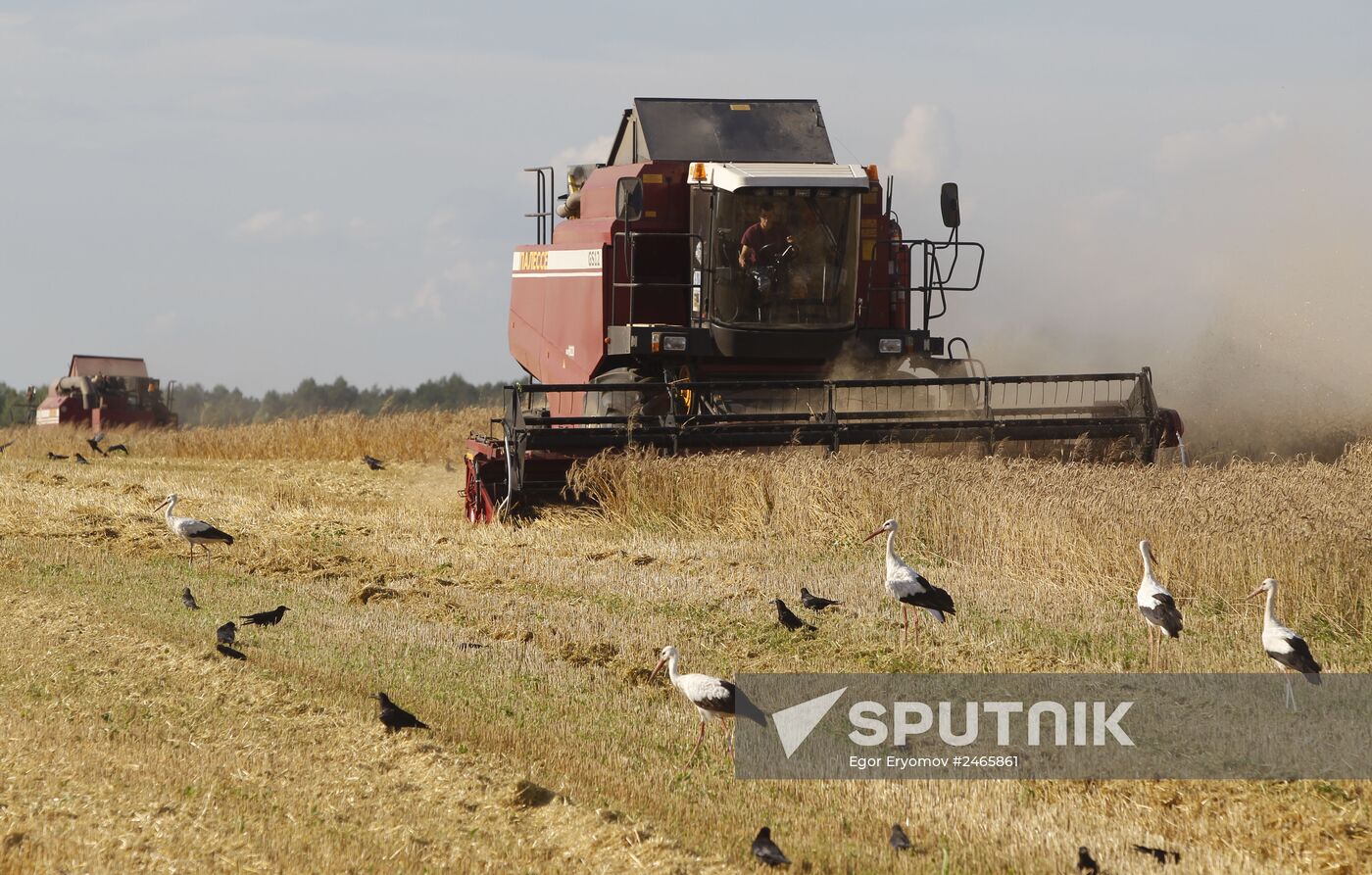 Harvesting grain crops in Belarus