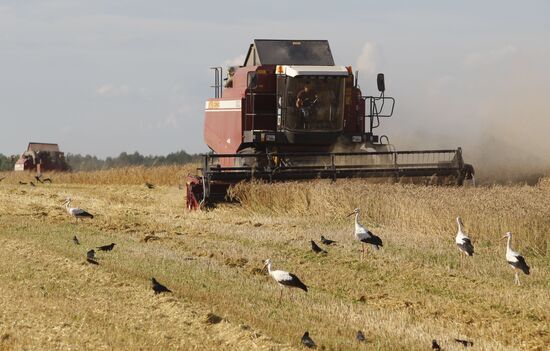 Harvesting grain crops in Belarus