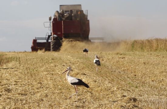 Harvesting grain crops in Belarus