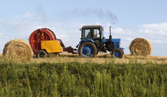 Harvesting grain crops in Belarus