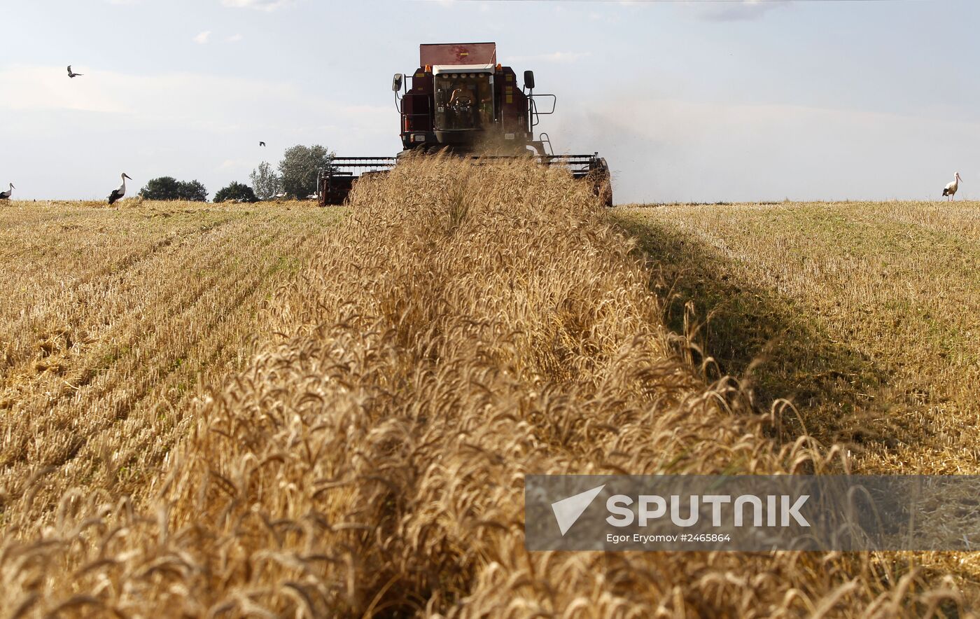 Harvesting grain crops in Belarus