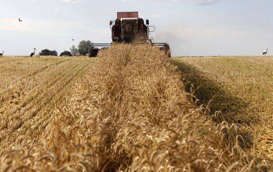 Harvesting grain crops in Belarus