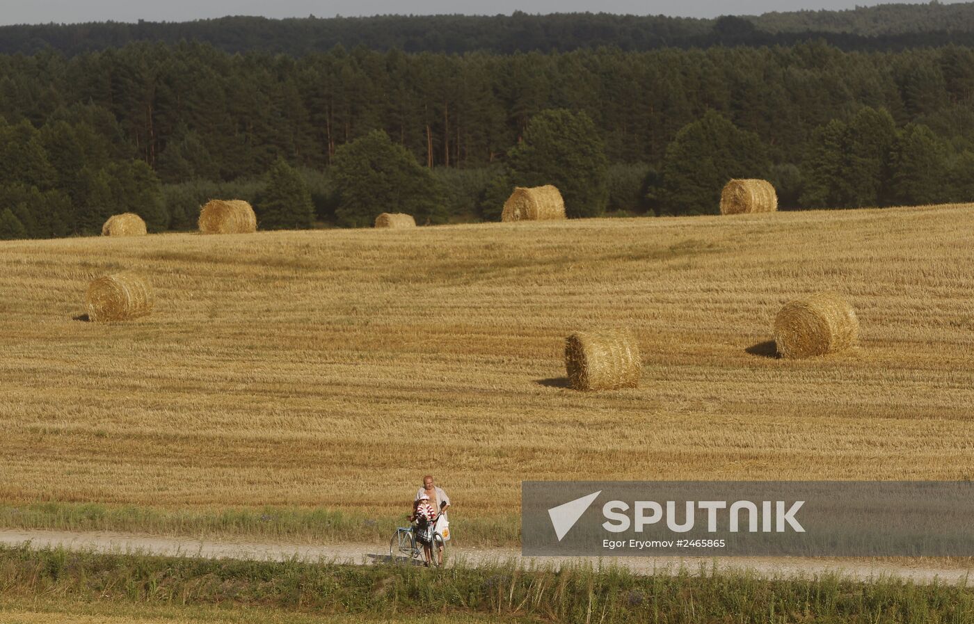 Harvesting grain crops in Belarus