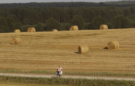 Harvesting grain crops in Belarus