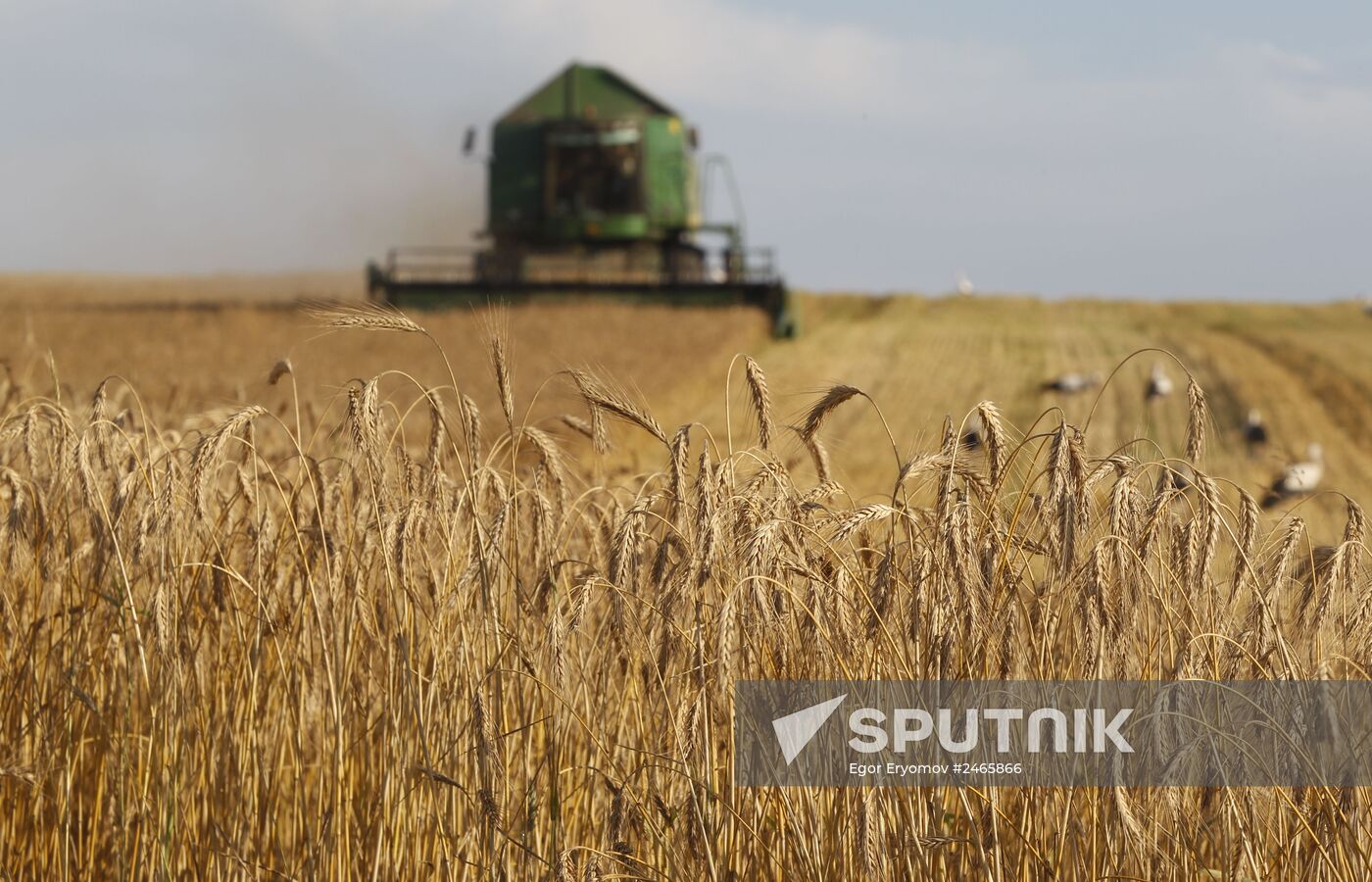 Harvesting grain crops in Belarus