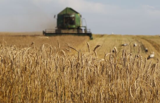 Harvesting grain crops in Belarus