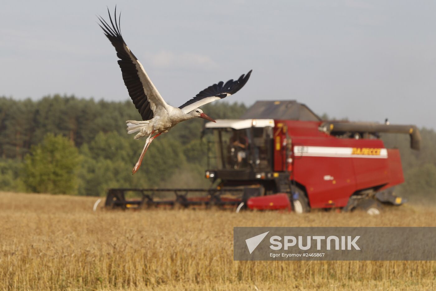 Harvesting grain crops in Belarus