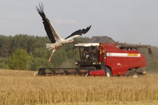 Harvesting grain crops in Belarus