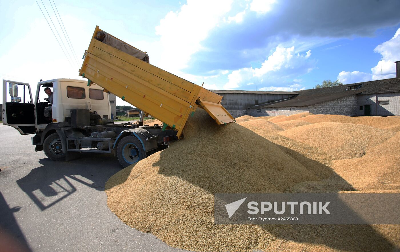 Harvesting grain crops in Belarus