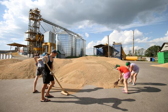 Harvesting grain crops in Belarus