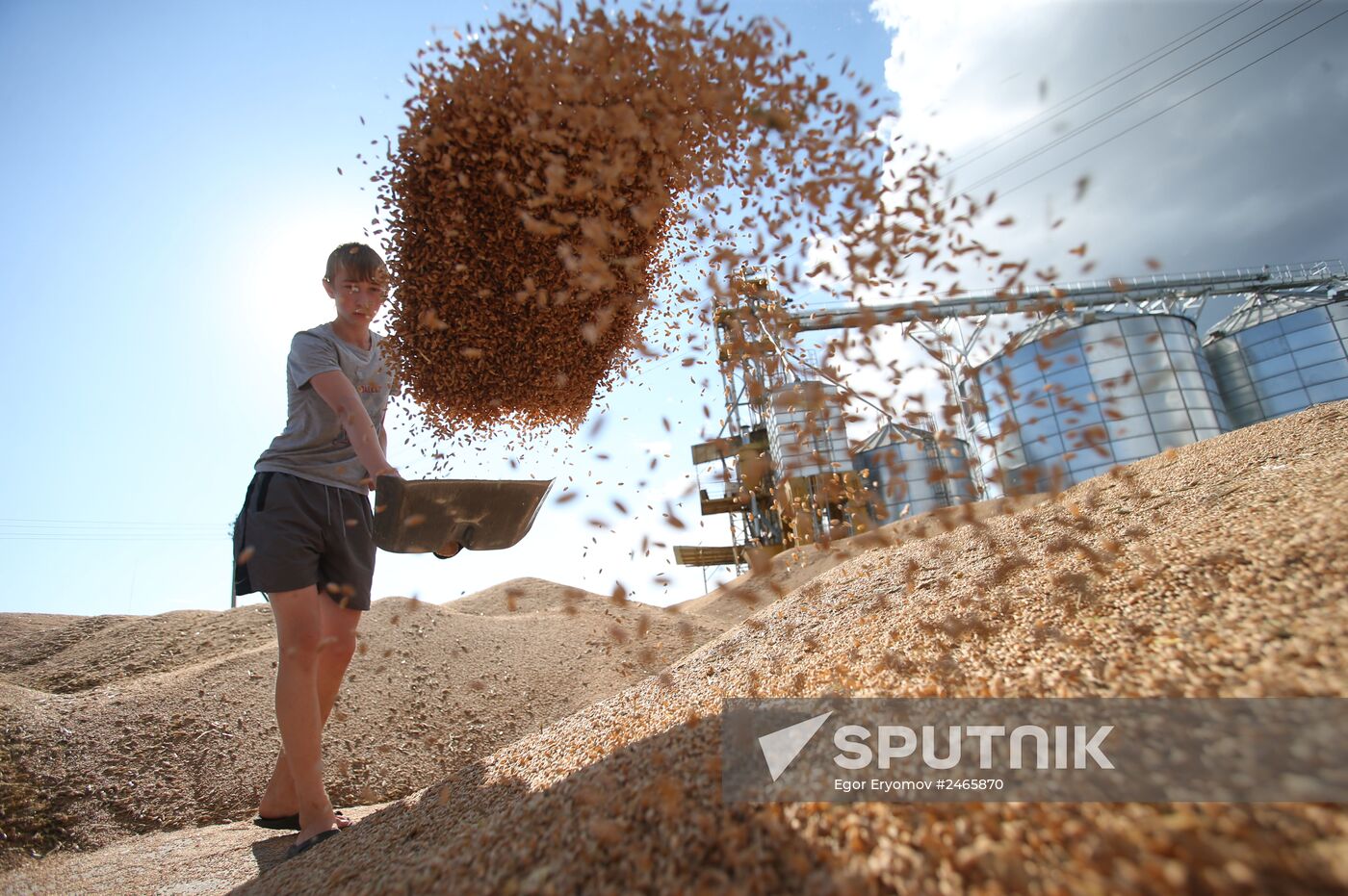 Harvesting grain crops in Belarus