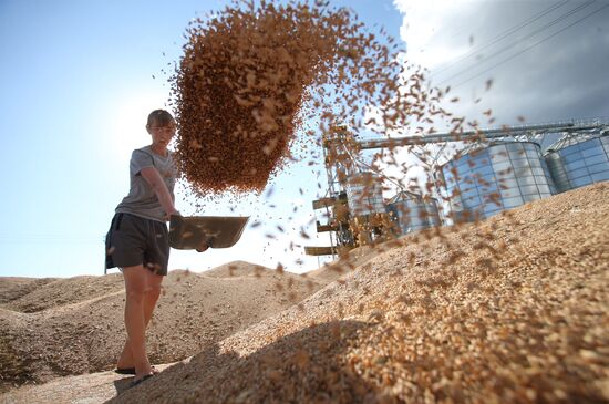 Harvesting grain crops in Belarus