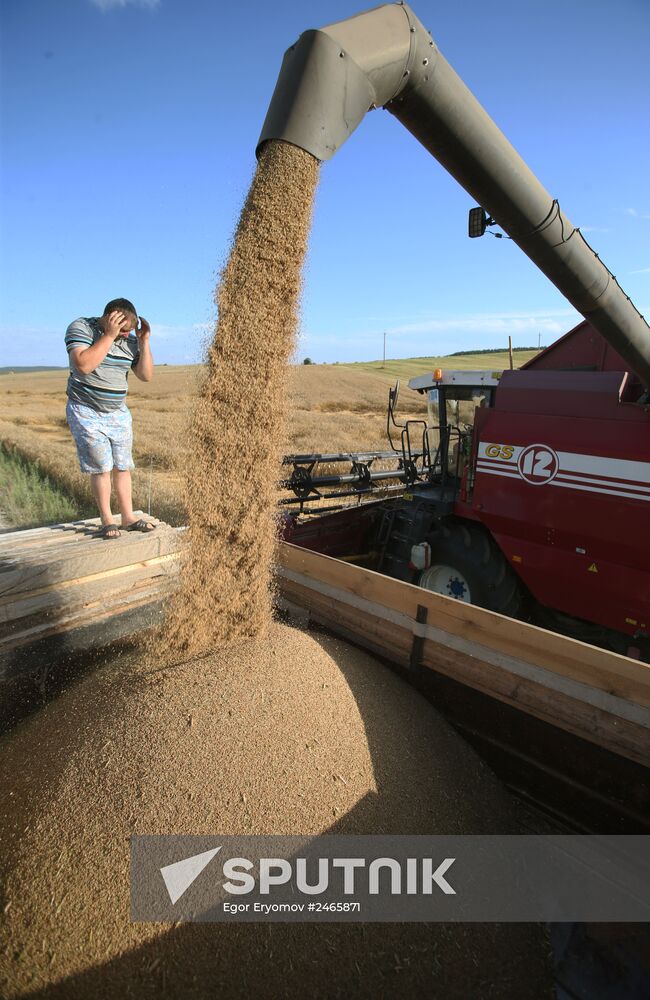 Harvesting grain crops in Belarus