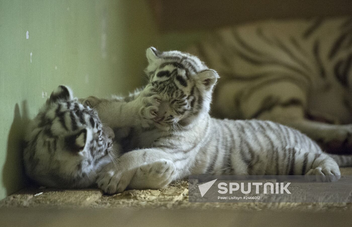 White tiger cubs born at Yekaterinburg Zoo
