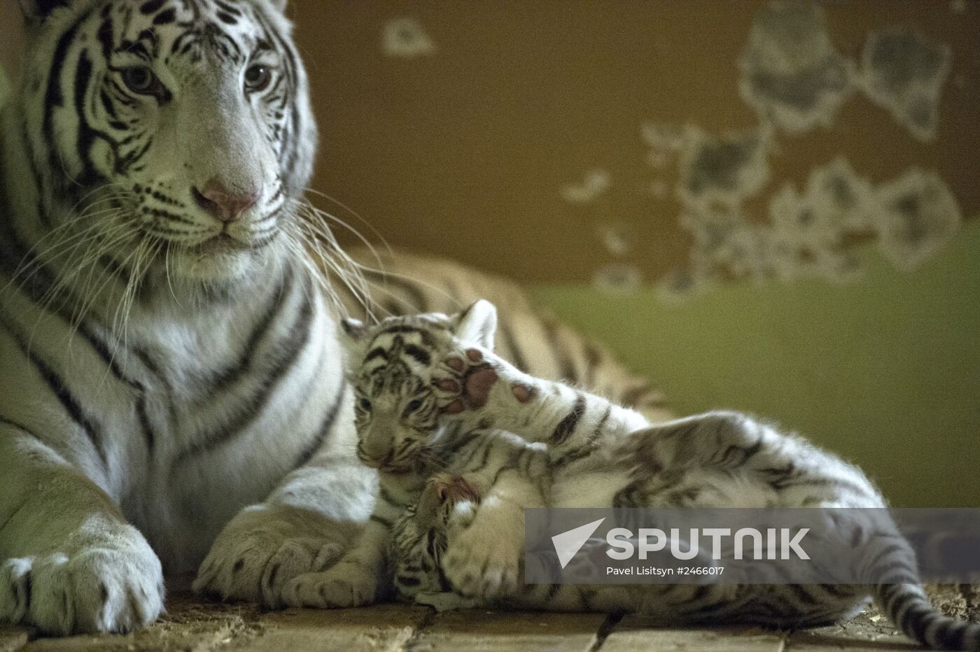 White tiger cubs born at Yekaterinburg Zoo