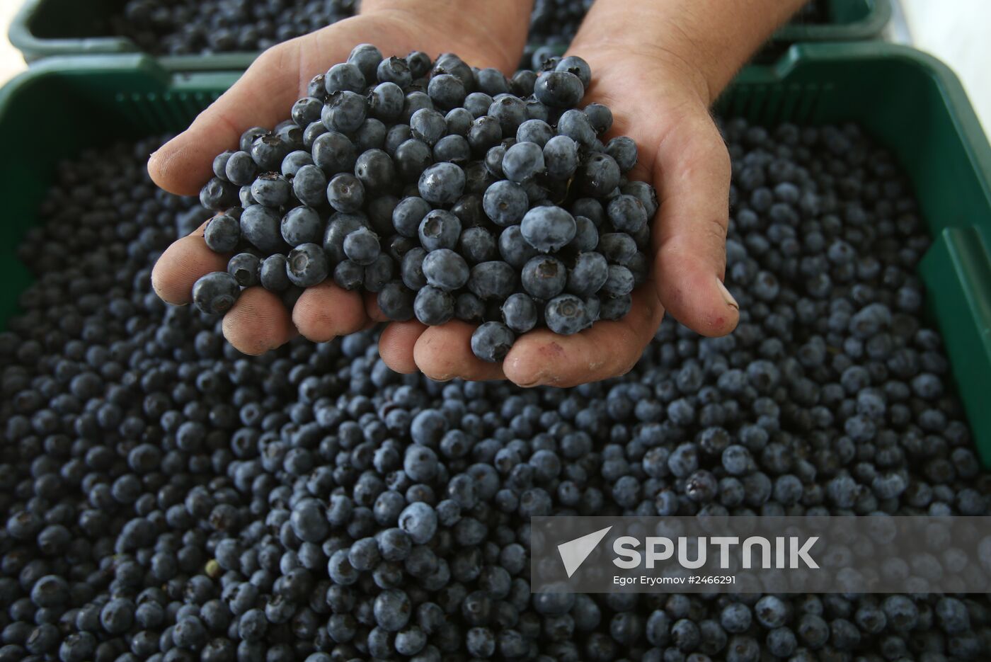 Collecting blueberries in the fields of Brest region of Belarus