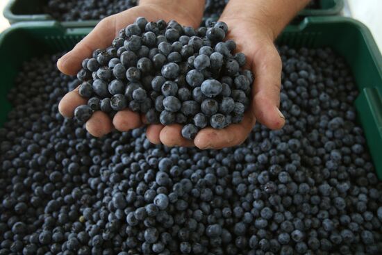 Collecting blueberries in the fields of Brest region of Belarus