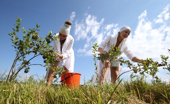 Collecting blueberries in the fields of Brest region of Belarus