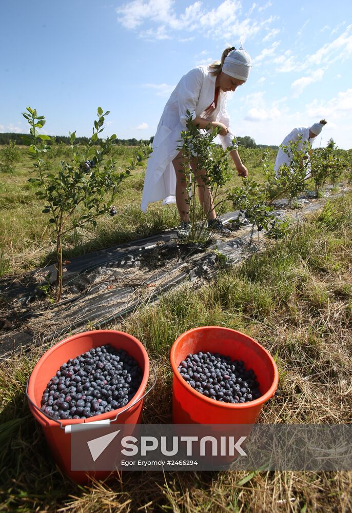 Collecting blueberries in the fields of Brest region of Belarus