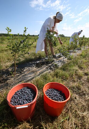 Collecting blueberries in the fields of Brest region of Belarus